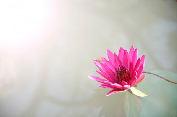 Pink Lutos Flower