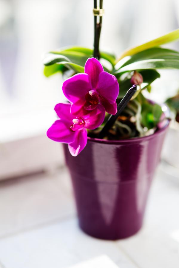 Pink orchid