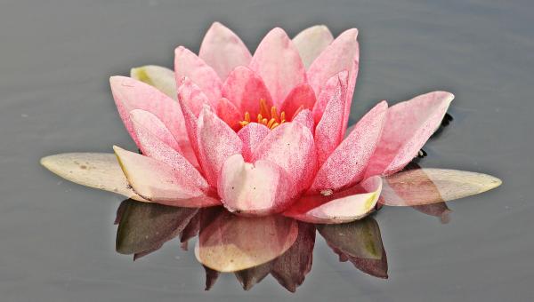 Pink Petal Floer