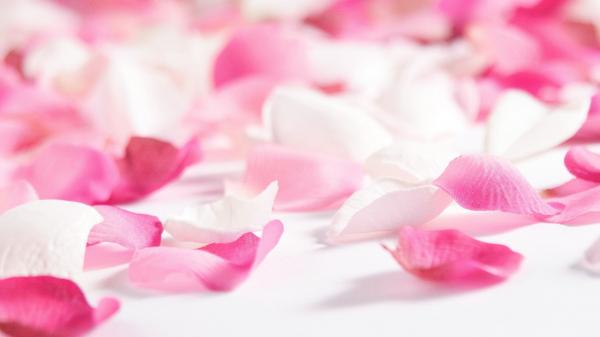 rose petals