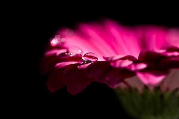 Pink Petal Flower and Dew Drops on Top