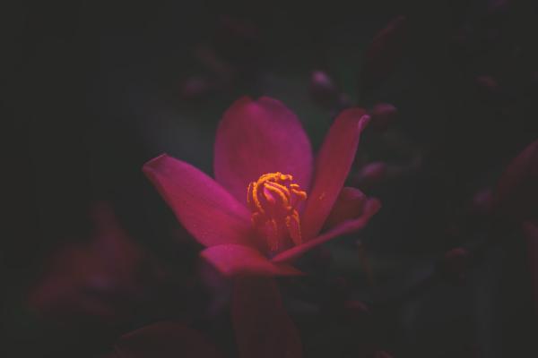 Pink Petaled Flower