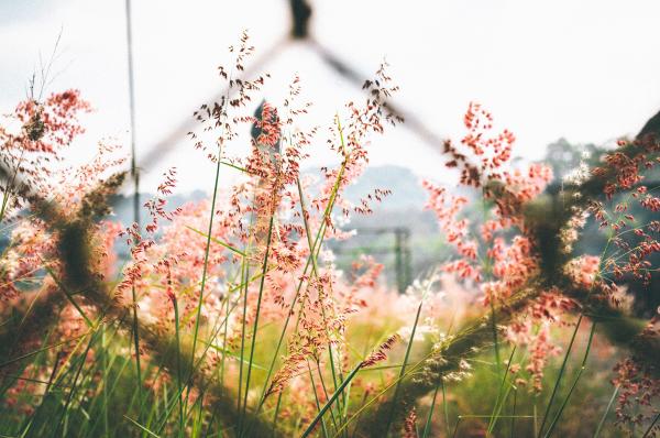 Pink Petaled Flower Outside Chain Link Fence