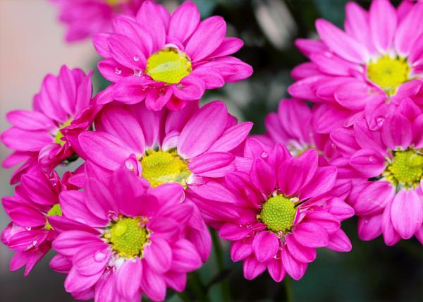Pink Petaled Flowers