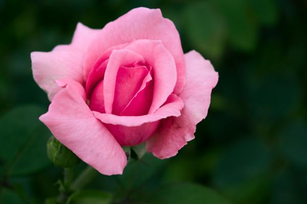 Pink Rose