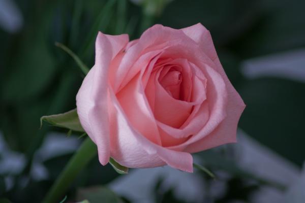 Pink Rose