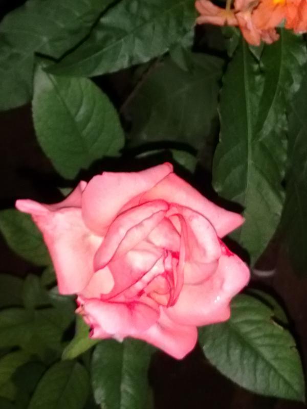Pink Rose