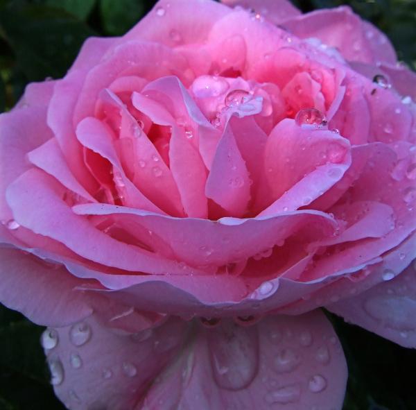 Pink Rose