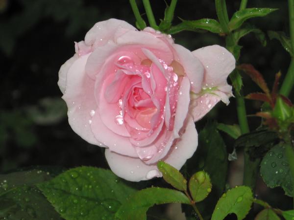 Pink Rose