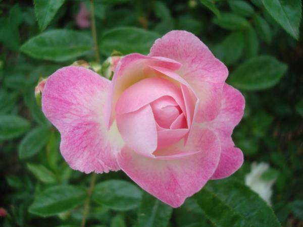 Pink rose close-up