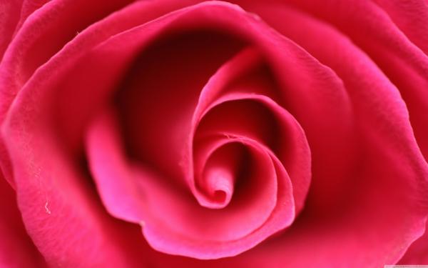 Pink Rose Closeup
