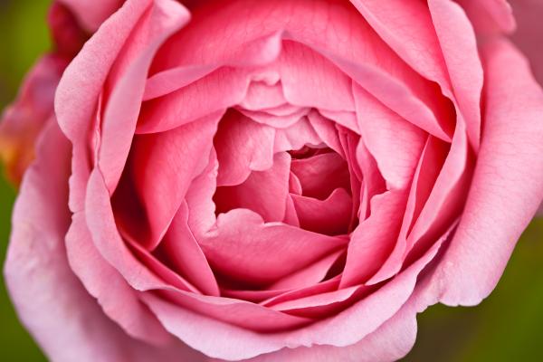 Pink Rose Macro