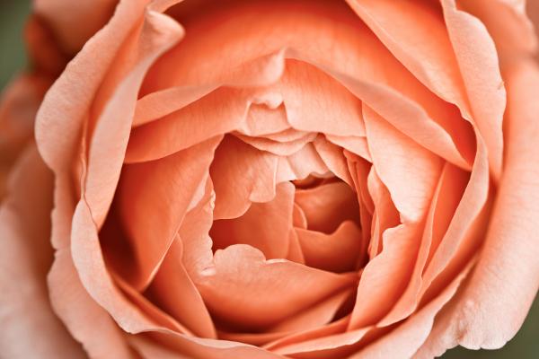Pink Rose Macro