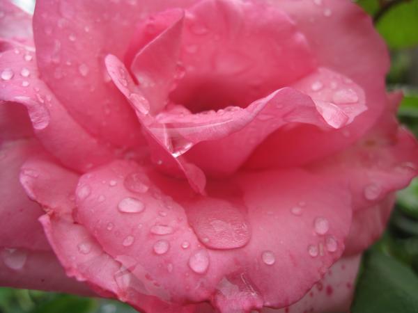 Pink rose with rain drops close-up