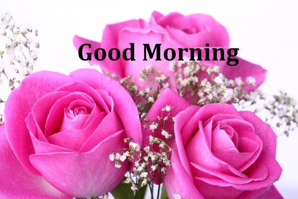 Pink Roses