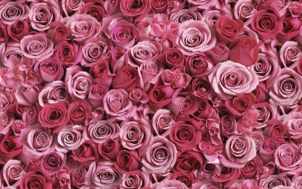 Pink roses