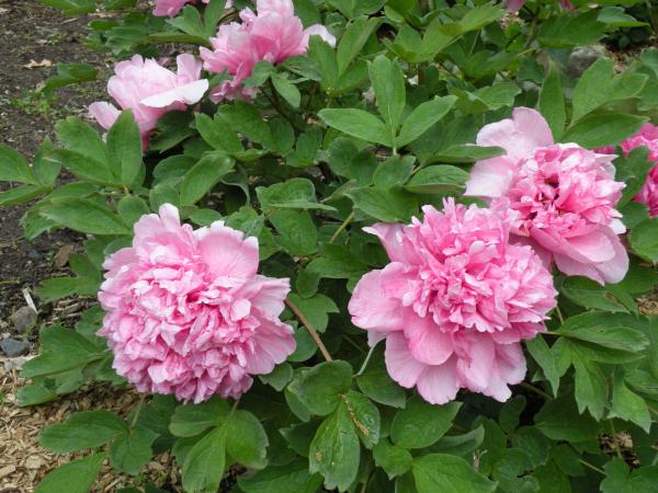 Tree Peony