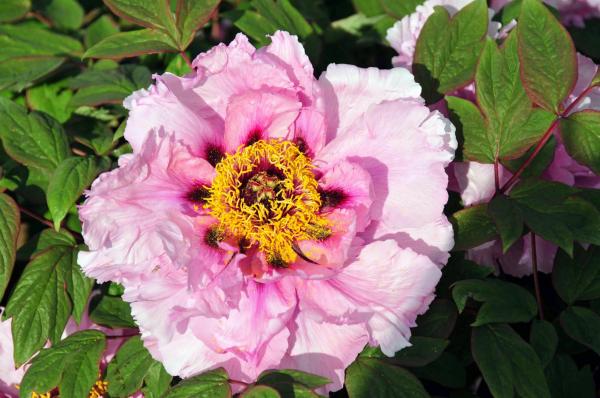 Tree Peony