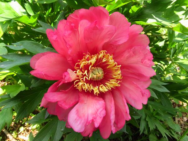 Tree Peony
