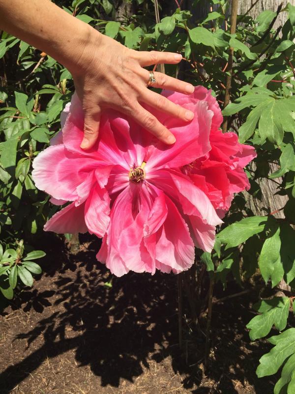 Tree Peony