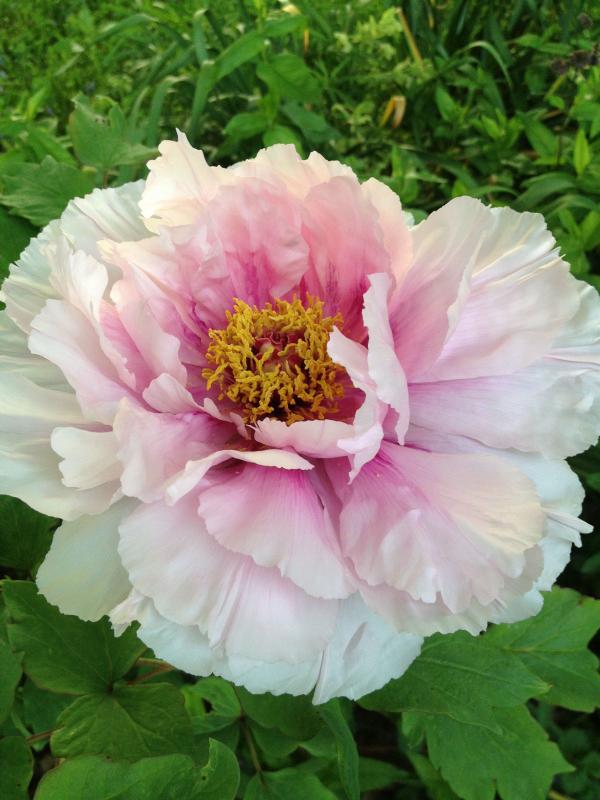 Pink Tree Peony