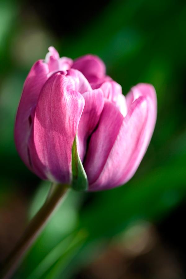 Pink Tulip