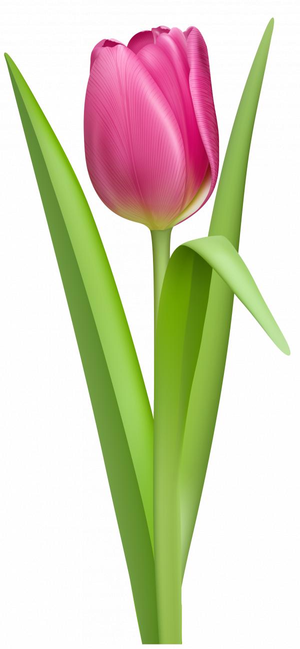 Pink Tulips