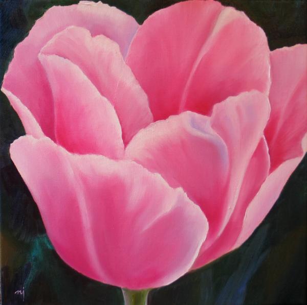 Pink Tulip