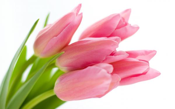 Pink tulips