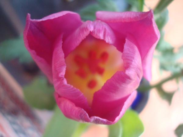 Pink tulip close-up