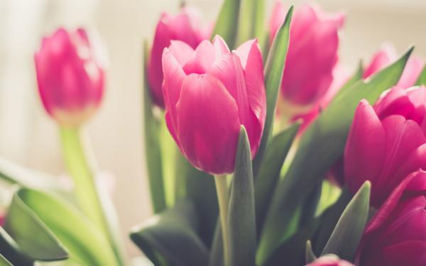 Pink tulips