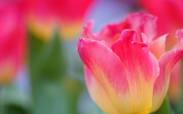 Pink Tulips