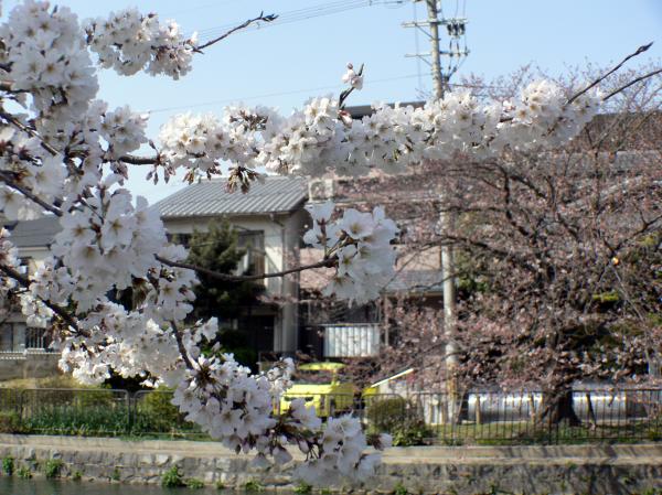Pink white cherry blossom branch