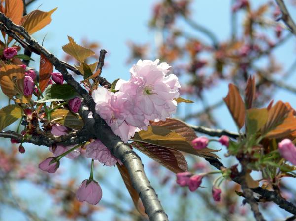 Pink white cherry blossom flower