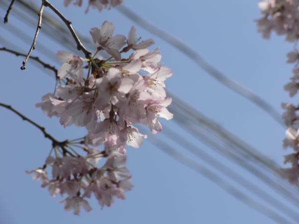 Pink white cherry blossom flowers