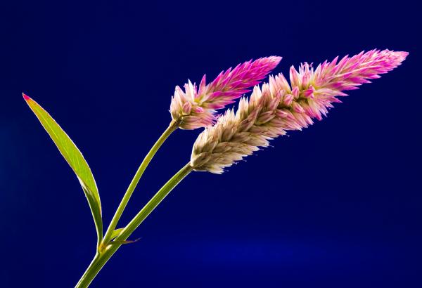 Pink Yellow and Green Flower