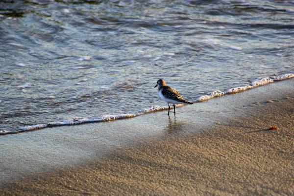 Piper At The Sea's Edge