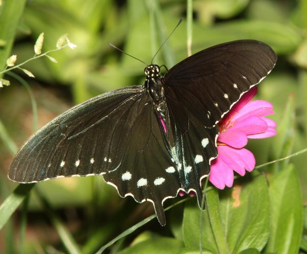 PIPEVINE SWALLOWTAIL (Battus philenor) (7-20-11) 78 circulo montana, patagonia lake ranch estates, scc, az -01