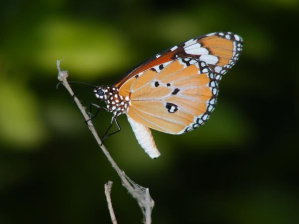 Plain Tiger _Danaus chrysippus