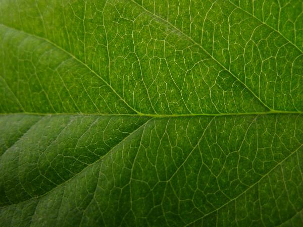 plant