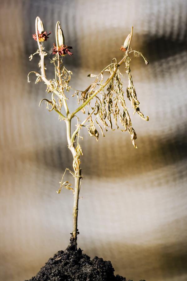 Plant