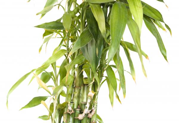 Plant