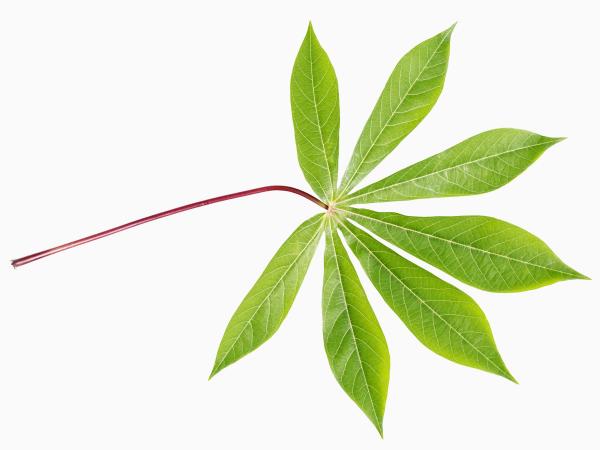 Plant
