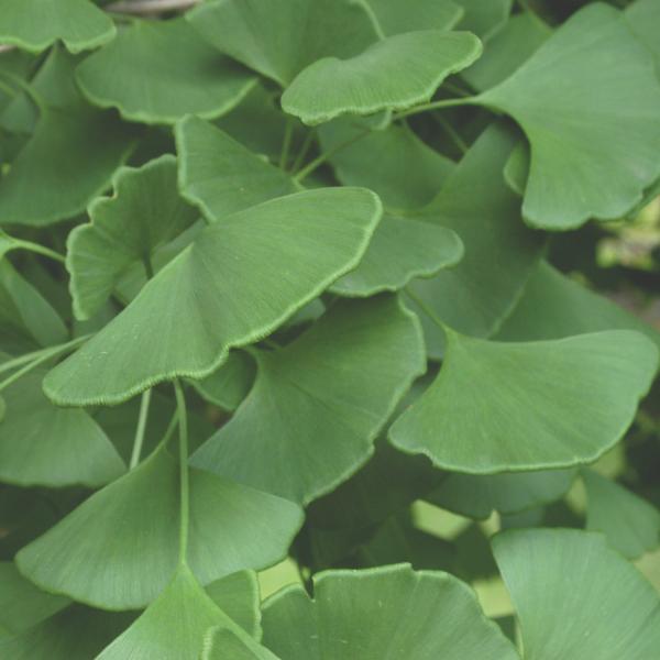 Plants