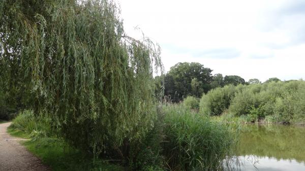 Plant and Pond in Southampton