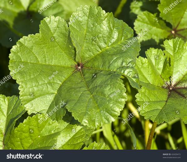 Wild Plant