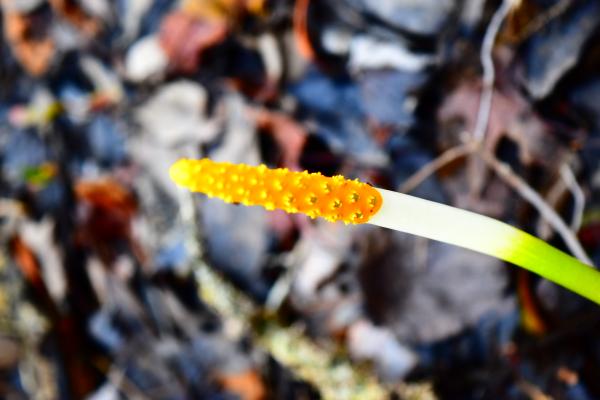 Plant golden club Orontium aquaticum Chowan Swamp game land ncwetlands AM
