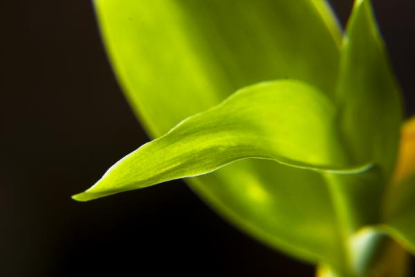 plant macro
