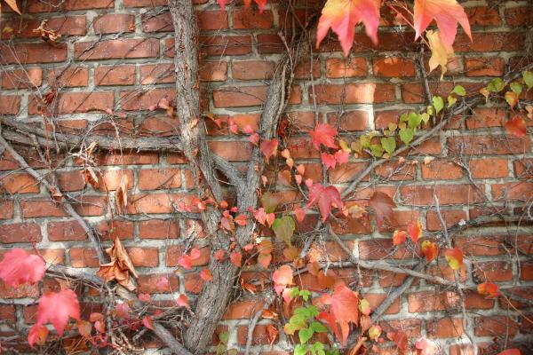 Plant on a brick wall