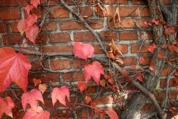Plant on a brick wall